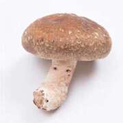 ヒメ日記 2026/04/06 07:02 投稿 七瀬ふうか ウフフな40。ムフフな50。。（横浜ハレ系）