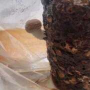 ヒメ日記 2026/04/29 15:00 投稿 七瀬ふうか ウフフな40。ムフフな50。。（横浜ハレ系）