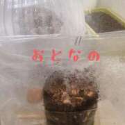 ヒメ日記 2026/04/30 13:08 投稿 七瀬ふうか ウフフな40。ムフフな50。。（横浜ハレ系）