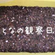 ヒメ日記 2026/06/11 11:16 投稿 七瀬ふうか ウフフな40。ムフフな50。。（横浜ハレ系）