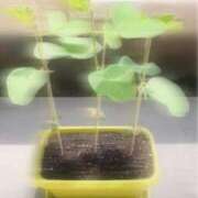 ヒメ日記 2026/07/16 11:44 投稿 七瀬ふうか ウフフな40。ムフフな50。。（横浜ハレ系）