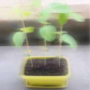 ヒメ日記 2026/07/17 12:53 投稿 七瀬ふうか ウフフな40。ムフフな50。。（横浜ハレ系）