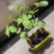 ヒメ日記 2026/07/20 13:57 投稿 七瀬ふうか ウフフな40。ムフフな50。。（横浜ハレ系）