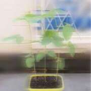 ヒメ日記 2026/07/26 13:28 投稿 七瀬ふうか ウフフな40。ムフフな50。。（横浜ハレ系）