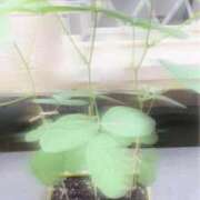 ヒメ日記 2026/07/28 09:34 投稿 七瀬ふうか ウフフな40。ムフフな50。。（横浜ハレ系）