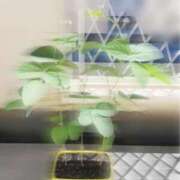 ヒメ日記 2026/07/29 10:26 投稿 七瀬ふうか ウフフな40。ムフフな50。。（横浜ハレ系）