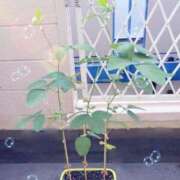 ヒメ日記 2026/08/01 12:08 投稿 七瀬ふうか ウフフな40。ムフフな50。。（横浜ハレ系）