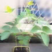 ヒメ日記 2026/08/02 09:39 投稿 七瀬ふうか ウフフな40。ムフフな50。。（横浜ハレ系）