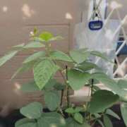 ヒメ日記 2026/08/03 14:20 投稿 七瀬ふうか ウフフな40。ムフフな50。。（横浜ハレ系）