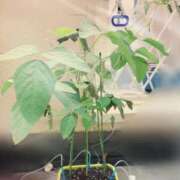 ヒメ日記 2026/08/12 12:15 投稿 七瀬ふうか ウフフな40。ムフフな50。。（横浜ハレ系）