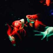 みさき 40分7600円 推し活は偉大💐 回春性感メンズエステ猫の手 大垣／羽島