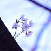 ヒメ日記 2026/03/25 20:32 投稿 みさき 40分7600円 回春性感メンズエステ猫の手 大垣／羽島