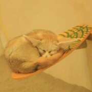 ヒメ日記 2026/02/24 22:33 投稿 みさき 40分7600円 回春性感メンズエステ猫の手 尾張一宮