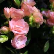 ヒメ日記 2026/02/25 21:33 投稿 みさき 40分7600円 回春性感メンズエステ猫の手 尾張一宮