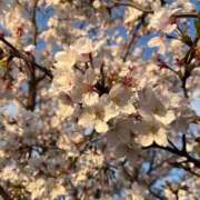 ヒメ日記 2025/04/09 21:39 投稿 めい カワサキEROTIC（ソープランド）