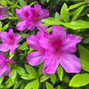 ヒメ日記 2025/04/16 23:14 投稿 めい カワサキEROTIC（ソープランド）