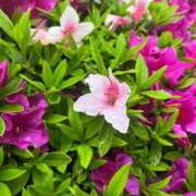 ヒメ日記 2025/04/28 21:07 投稿 めい カワサキEROTIC（ソープランド）