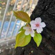 ヒメ日記 2025/05/22 23:05 投稿 めい カワサキEROTIC（ソープランド）