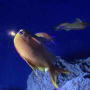 ヒメ日記 2025/04/26 12:43 投稿 天沢 池田マッサージ