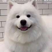 ヒメ日記 2025/11/16 18:39 投稿 タオ【元読モ＆顔面偏差値S級！】 CLUB CHELSEA(クラブ チェルシー)富山