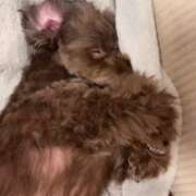 ヒメ日記 2026/09/29 12:07 投稿 にゃん【あ〇ちゃん激似SS級】 STELLA TOKYO－ステラトウキョウ－