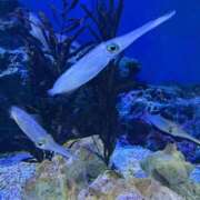 ヒメ日記 2025/09/22 20:07 投稿 羅夢音（らむね） ビッグバード