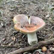 ヒメ日記 2025/09/23 11:34 投稿 羅夢音（らむね） ビッグバード