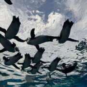 ヒメ日記 2025/09/24 22:04 投稿 羅夢音（らむね） ビッグバード