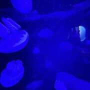 ヒメ日記 2025/10/05 21:09 投稿 羅夢音（らむね） ビッグバード