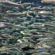 ヒメ日記 2026/02/17 18:57 投稿 羅夢音（らむね） ビッグバード