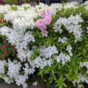 ヒメ日記 2025/04/30 15:04 投稿 村上美苗 五十路マダムエクスプレス船橋店(カサブランカグループ)