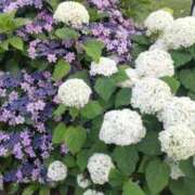 村上美苗 こんにちは☆ 五十路マダムエクスプレス船橋店(カサブランカグループ)