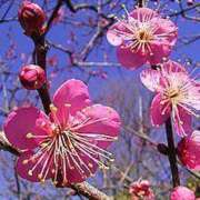 ヒメ日記 2026/02/19 12:26 投稿 村上美苗 五十路マダムエクスプレス船橋店(カサブランカグループ)