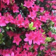 ヒメ日記 2026/04/19 12:22 投稿 村上美苗 五十路マダムエクスプレス船橋店(カサブランカグループ)