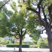 ヒメ日記 2025/09/08 08:40 投稿 もな エンジェルシリカ