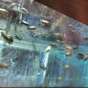 ヒメ日記 2025/11/26 15:07 投稿 もな エンジェルシリカ