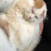 ももか 🐈 ハンドキャンパス新宿