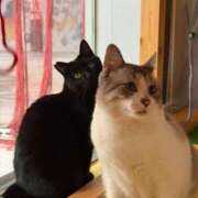 ヒメ日記 2025/08/19 20:49 投稿 滝沢 らむ カサノヴァ