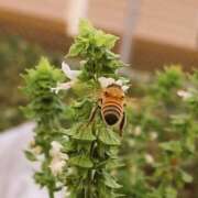 ヒメ日記 2025/10/13 07:26 投稿 みそら シェリーエンジェル