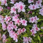 みそら お礼＆予約状況＆つつじ！ シェリーエンジェル