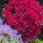 みそら 1周年の終わり シェリーエンジェル