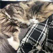 ヒメ日記 2025/06/10 16:17 投稿 ここみ LOVE MISSILE（ラブミサイル）