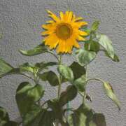 ヒメ日記 2025/09/05 08:38 投稿 ほたる ラブ・アンド・ラブ