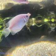 ヒメ日記 2025/12/06 20:59 投稿 うりん 白いぽっちゃりさん五反田店