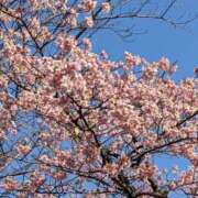 ヒメ日記 2026/02/19 19:24 投稿 夏目ここ 五十路マダムエクスプレス船橋店(カサブランカグループ)