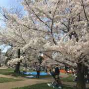 ヒメ日記 2026/03/29 13:02 投稿 夏目ここ 五十路マダムエクスプレス船橋店(カサブランカグループ)