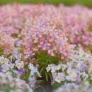 ヒメ日記 2025/07/15 09:04 投稿 ことは まつど女学園