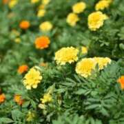 ヒメ日記 2025/08/27 12:02 投稿 ことは まつど女学園