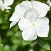 ヒメ日記 2025/09/08 12:15 投稿 ことは まつど女学園