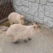 ヒメ日記 2025/09/25 07:30 投稿 ことは まつど女学園